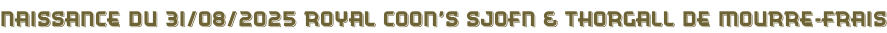 Naissance du 31/08/2025 Royal coon’s SJOFN & Thorgall de Mourre-frais