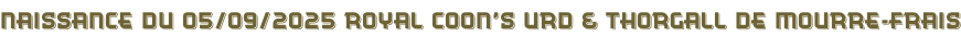 Naissance du 05/09/2025 Royal coon’s URD & Thorgall de Mourre-frais